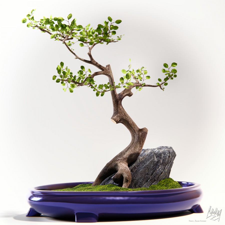 Bonsai_01