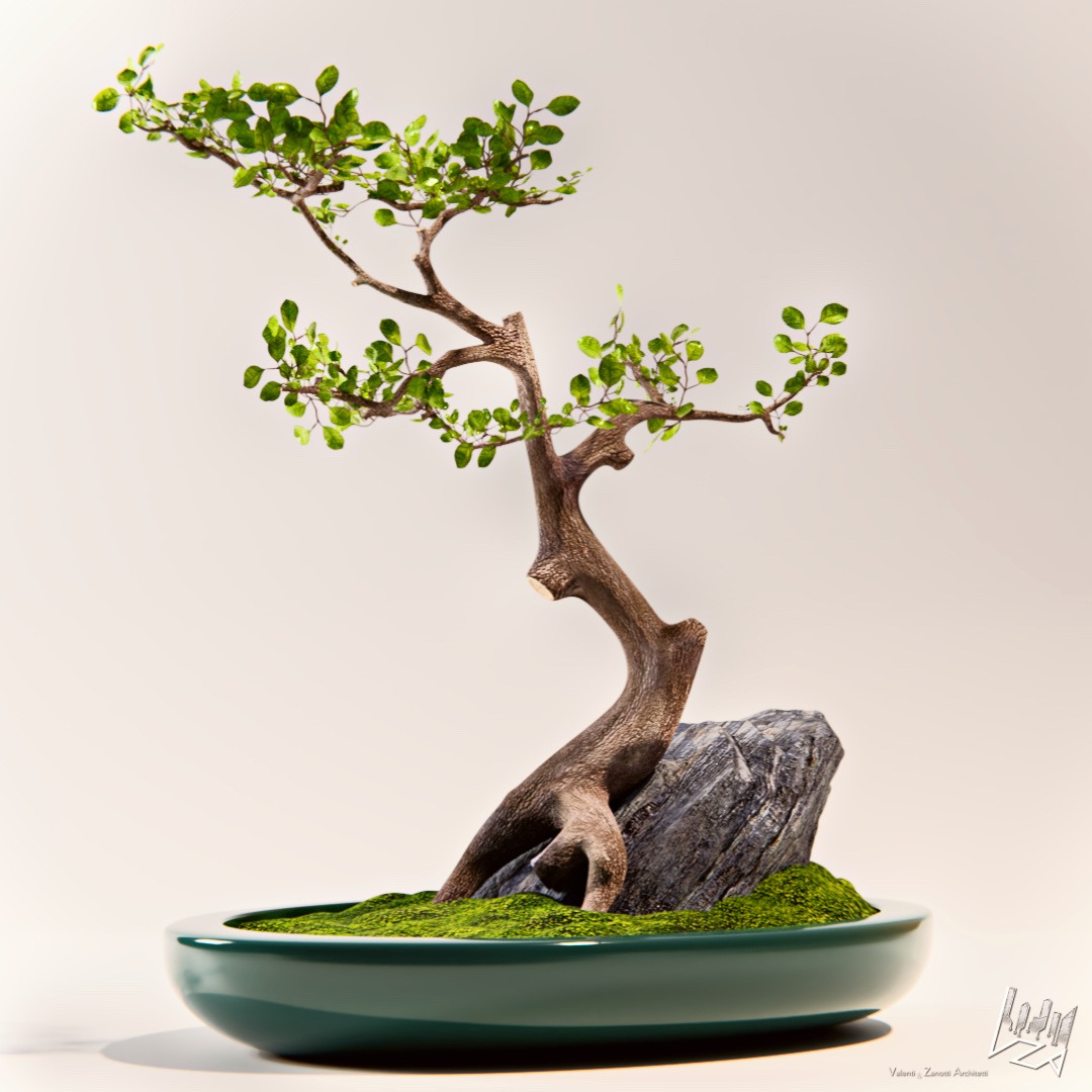 bonsai-3