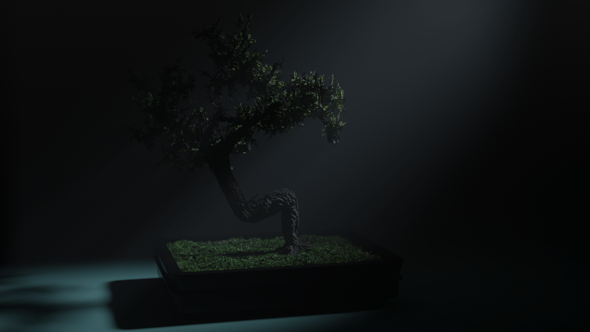 bonsai-4